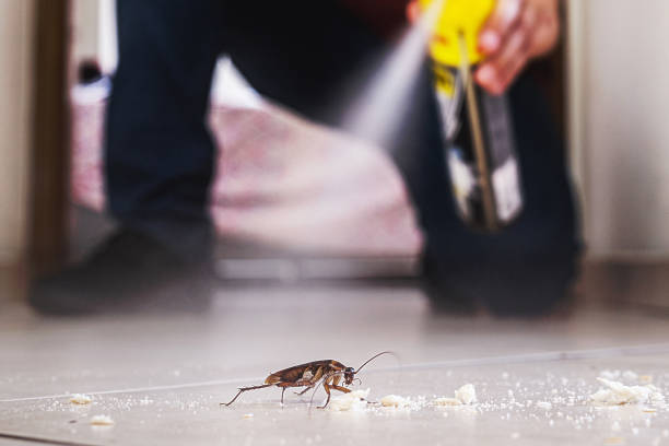 Best Pest Control Near Me  in Revere, MA